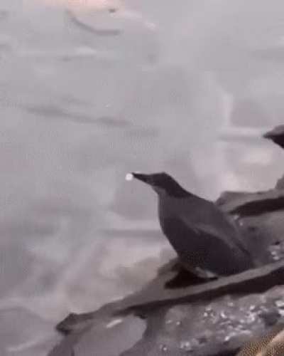 We're all crows