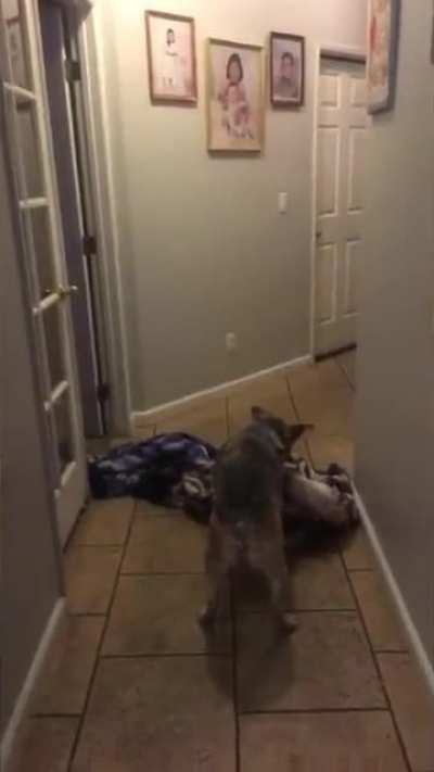 Towel trick with the dog