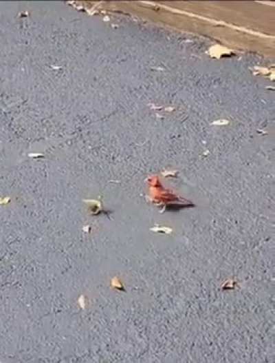 A mantis will fight any enemy that comes along, with astonishing bravery..