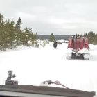 Bison running in the snow