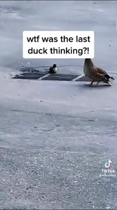The last duckling 😭