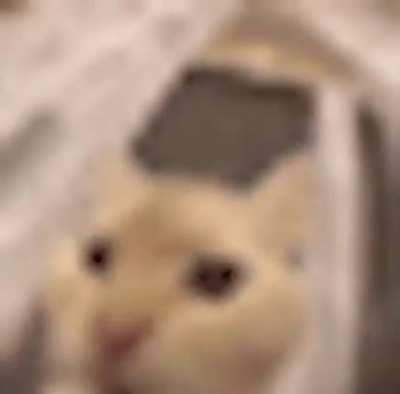 maow