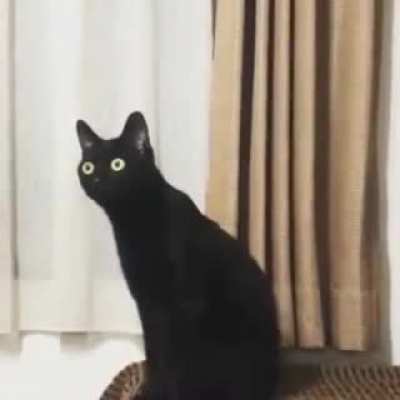 Alabama Cat