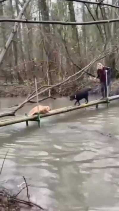 Help me bro ...( Sorry for no sound)