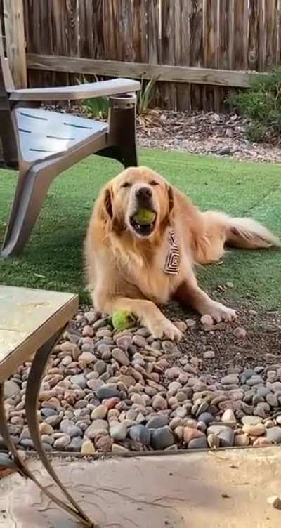 Doggo drops his ball