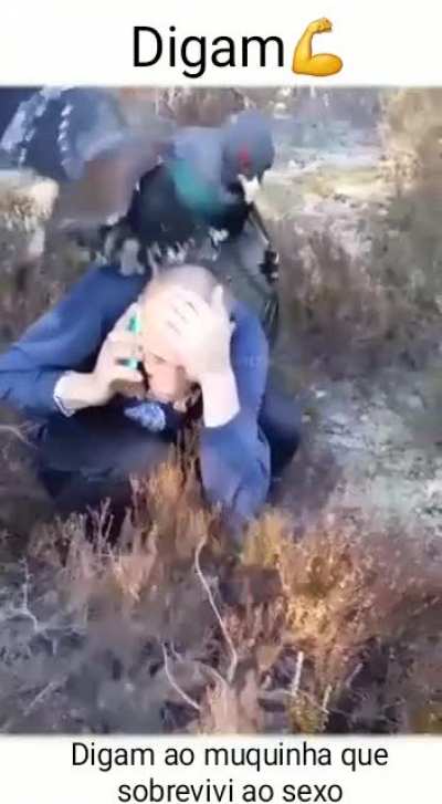 Pombo maromba