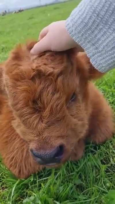 cow is very happily