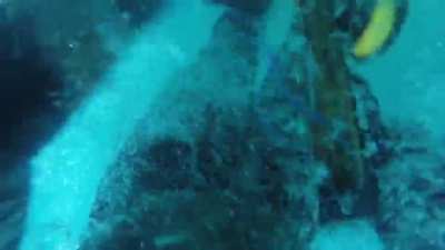 Spearfishing fail