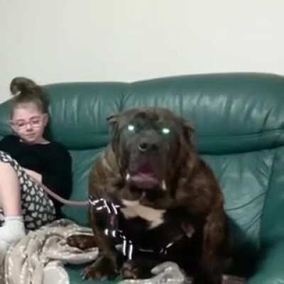That's a dog?