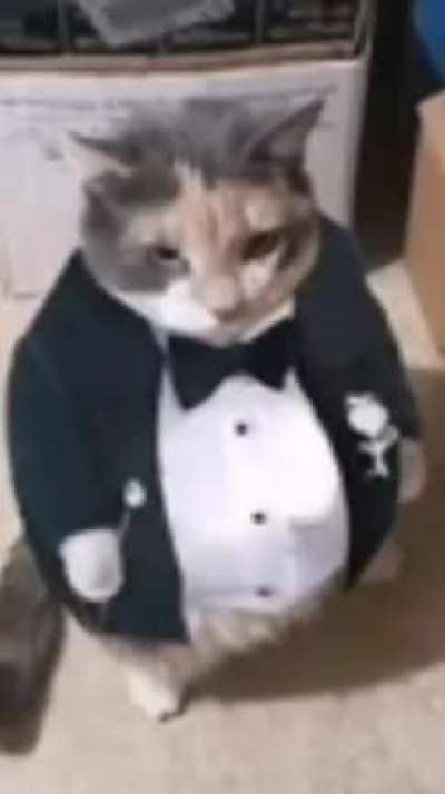 fine distinguished gentleman