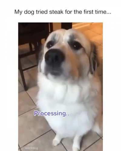 This dog's reaction is so Wholesome!