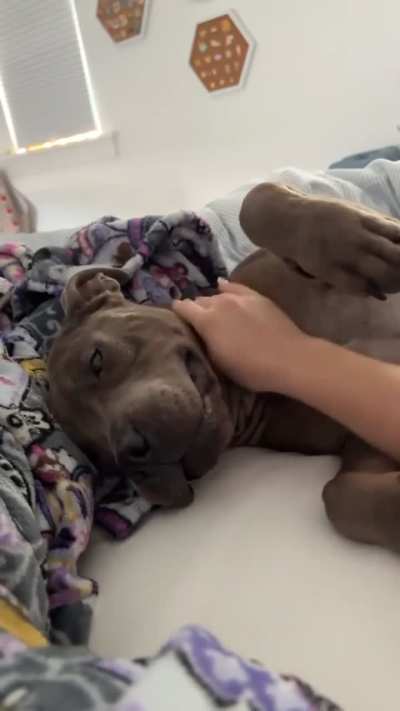 RUNNING OUT OF TIME! Sadie only has until TOMORROW, TUESDAY 1/27 to find an ADOPTER or FOSTER/RESCUE/PLEDGES. She can be ADOPTED directly from the shelter. EUTHANASIA LIST at Orange County Animal Services in ORLANDO, FL. Please dm /u/biancamission if you 