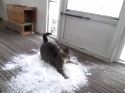Catnip is a gateway drug
