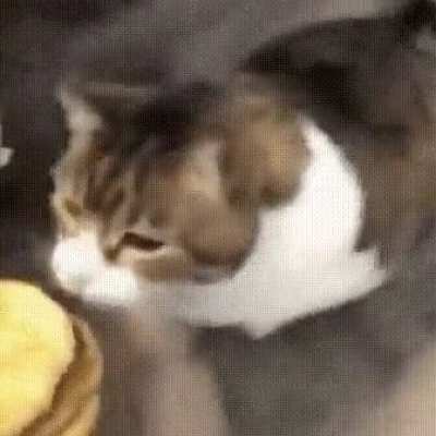 Give me cat reaction images please