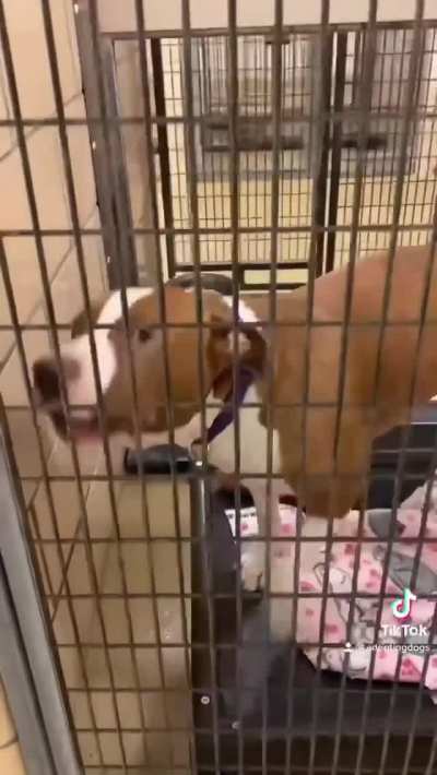 Adopted Tippytaps
