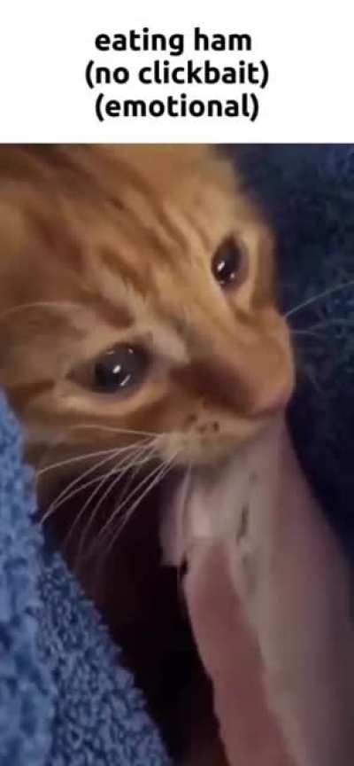 😿🍖