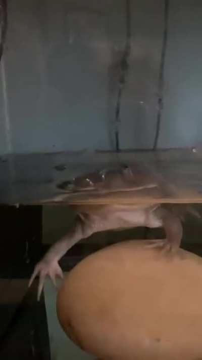 Basically a Piranha
