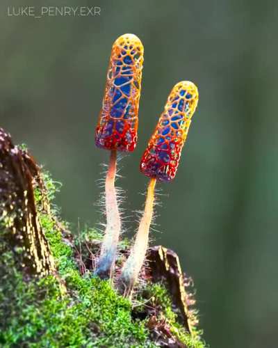 Mushroom of Paradise 1/3