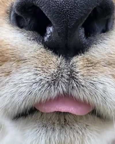 blep