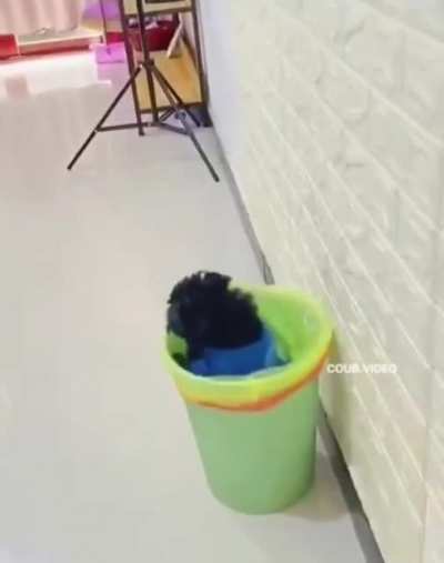 Собачья жесто<wbr>кость