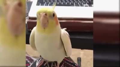 Squeaky toy