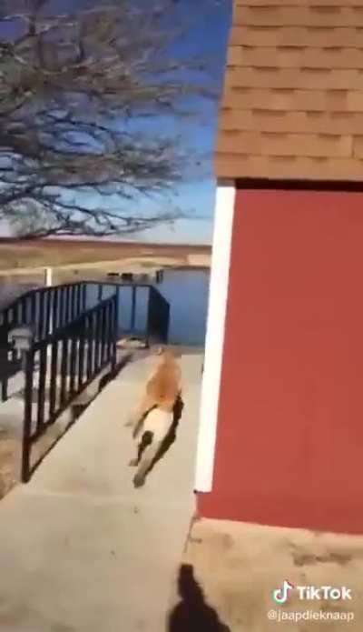 Doggo rushing for a dip.