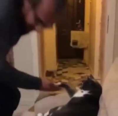 The Catfather