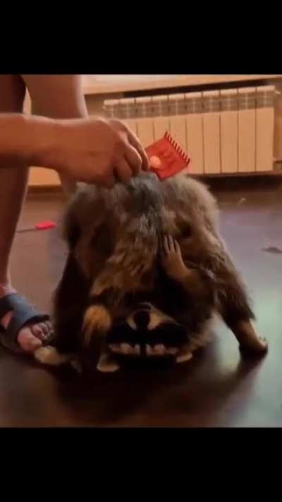 Brush it baby