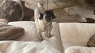 This is Alan. He lost his eyes in a dog attack prior to us adopting him. Despite not being able to see, he moves with courage and confidence. A true inspiration.