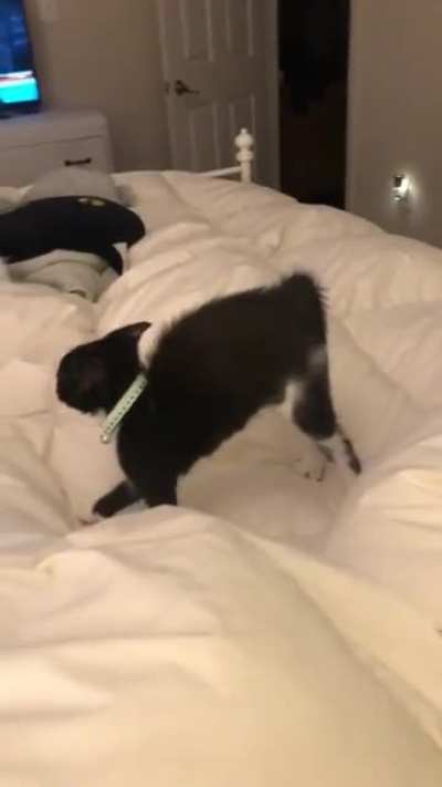 My new kitten being spooked by her big brother a few days after I brought her home (OC)