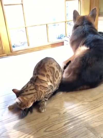 Нашёл игрушку...
