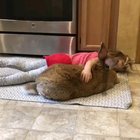 This hopping unit