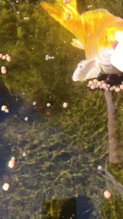 My koi boop