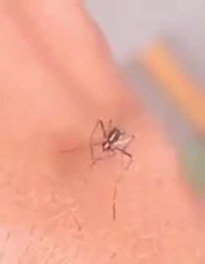 Poor mosquito