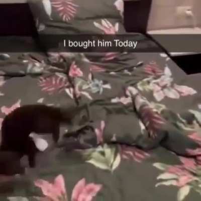 Wunk