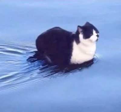 Cat floating on water with upbeat looping tune, possibly from a game.