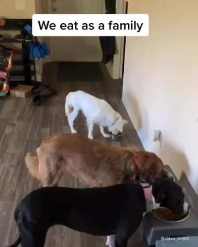 A Day in the Life of Plum. An Deaf and Blind Dog