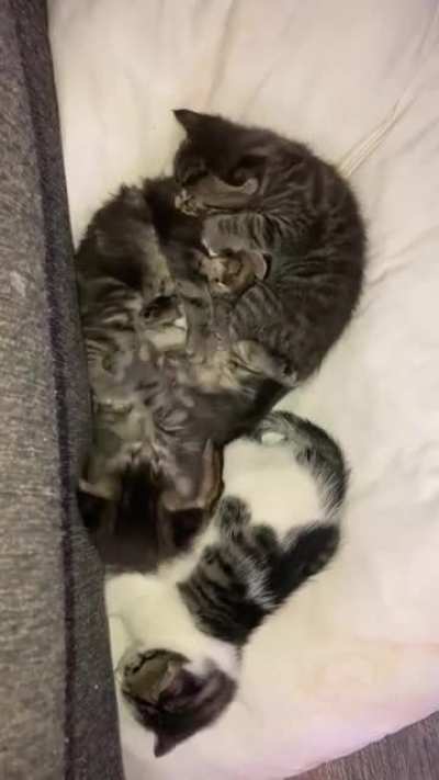 Fight’n babies