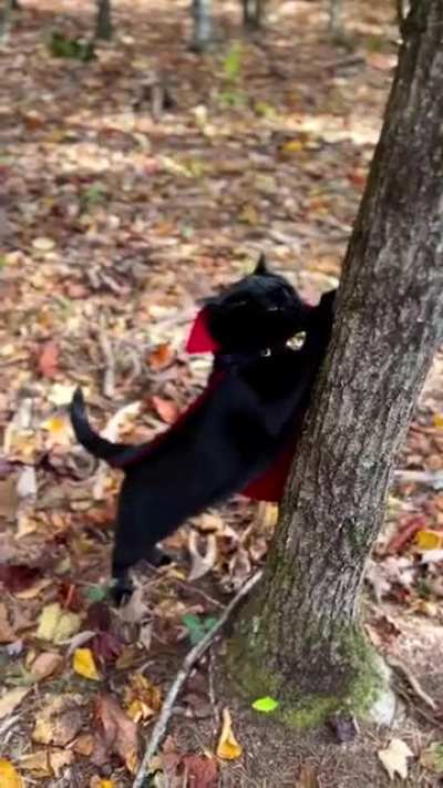 Lord Catula your friendly neighborhood Vampurr sharpening his tools