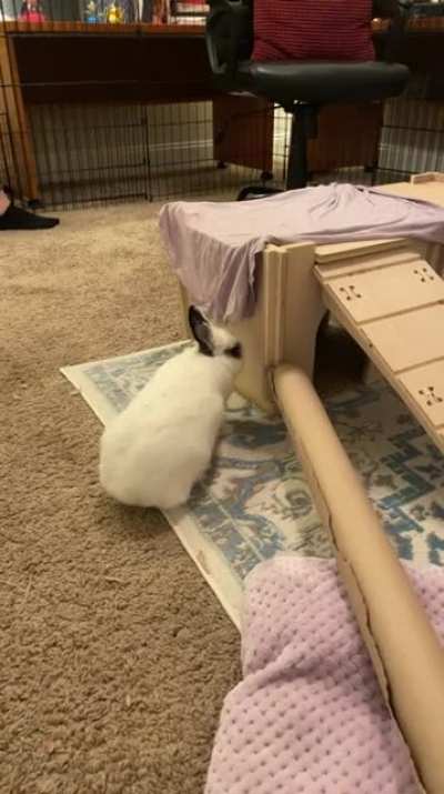Someone’s finally learned how to play with the wrapping paper roll