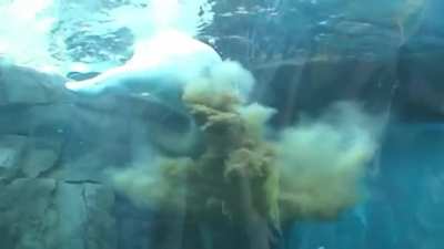 Полярный медведь срёт под водой