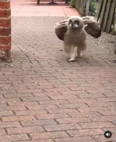 You guys… Watch what I can do!