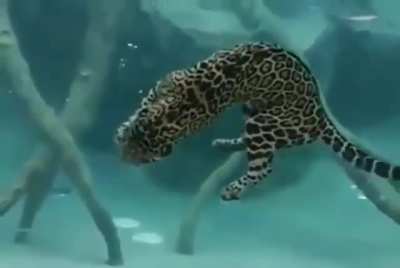 In case you didn't know, Jaguars are incredible swimmers.
