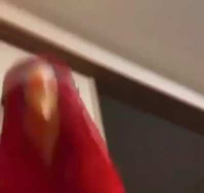 Sus