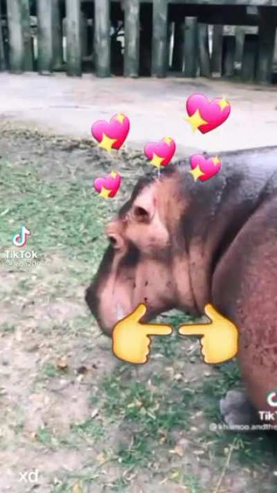 JM FOFO
