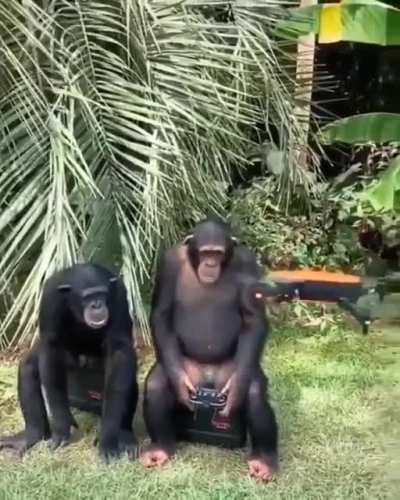 monke drone strike.. inevitable?
