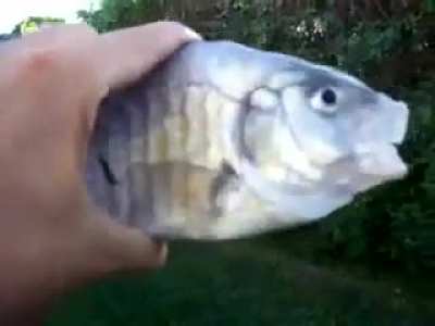 Deadly Fish From San Diego