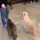 TIL Trash Panda’s can only spin around three times before getting dizzy