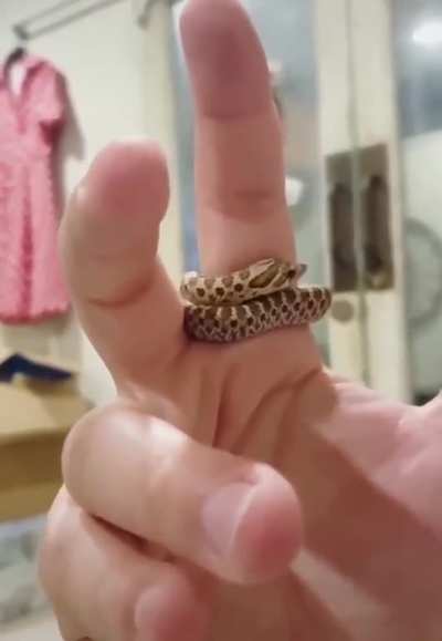 Ring snake