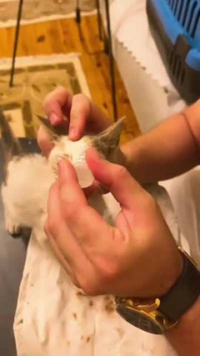 Sick Kitten Treated